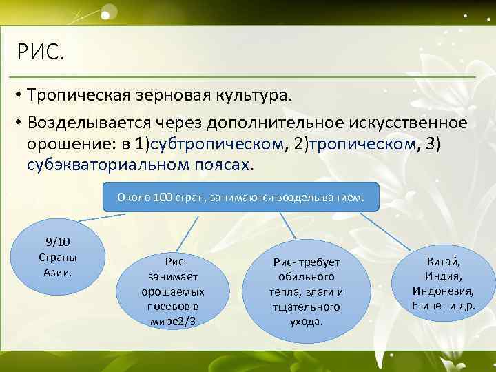 РИС. • Тропическая зерновая культура. • Возделывается через дополнительное искусственное орошение: в 1)субтропическом, 2)тропическом,