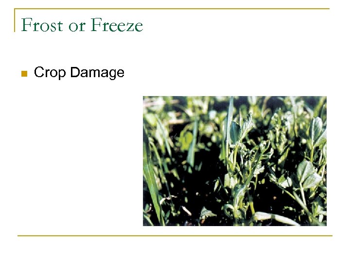 Frost or Freeze n Crop Damage 