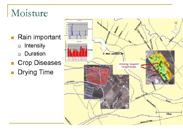 Moisture n Rain important q q n n Intensity Duration Crop Diseases Drying Time
