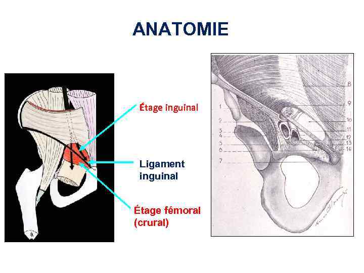 ANATOMIE Étage inguinal Ligament inguinal Étage fémoral (crural) 