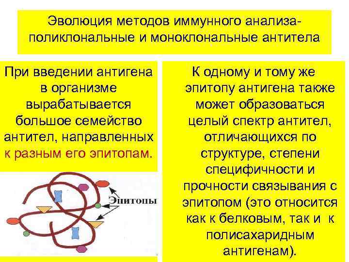 Эволюция методов иммунного анализаполиклональные и моноклональные антитела При введении антигена в организме вырабатывается большое