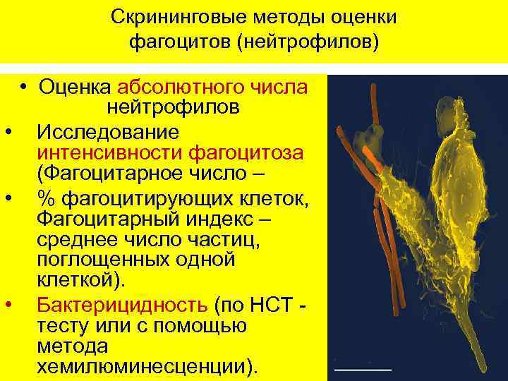 Скрининговые методы оценки фагоцитов (нейтрофилов) • Оценка абсолютного числа нейтрофилов • Исследование интенсивности фагоцитоза