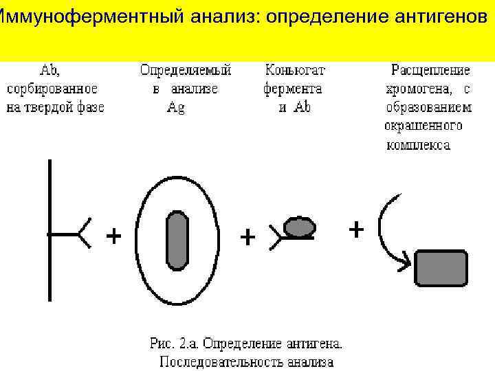 Иммуноферментный анализ: определение антигенов 
