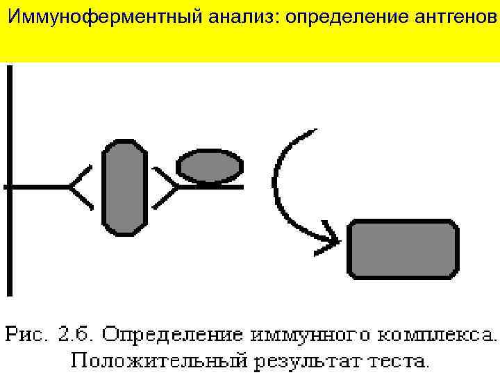 Иммуноферментный анализ: определение антгенов 