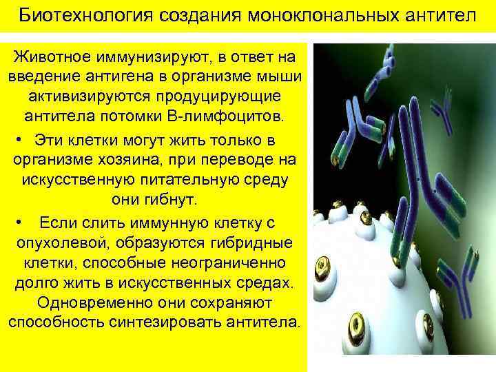 Биотехнология создания моноклональных антител • Животное иммунизируют, в ответ на введение антигена в организме