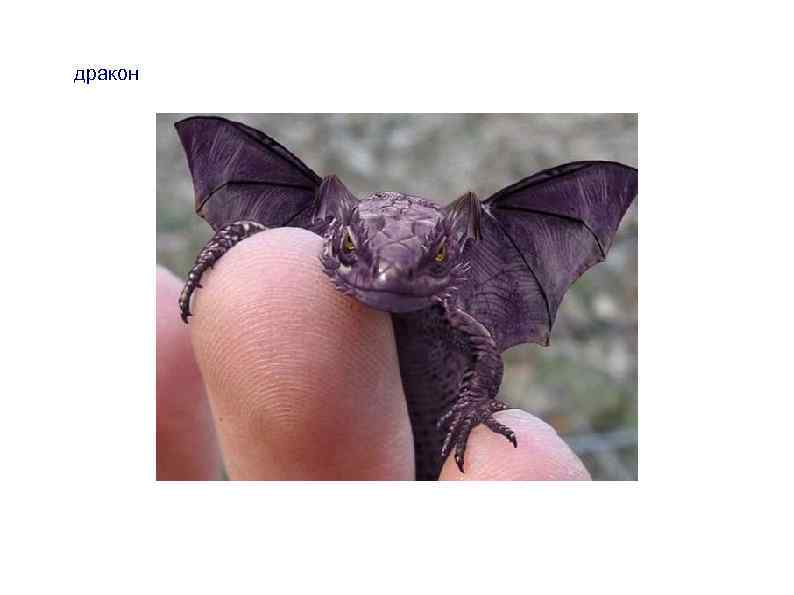 дракон 