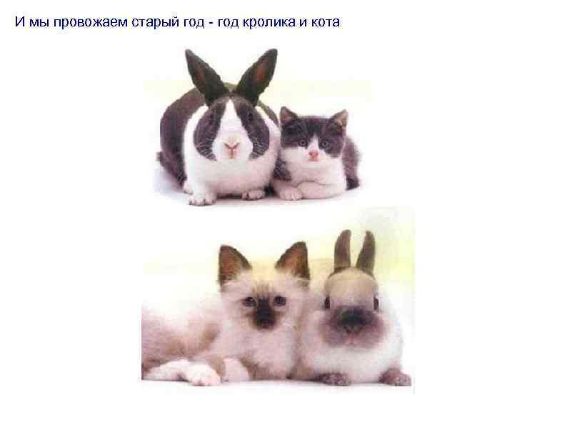 И мы провожаем старый год - год кролика и кота 