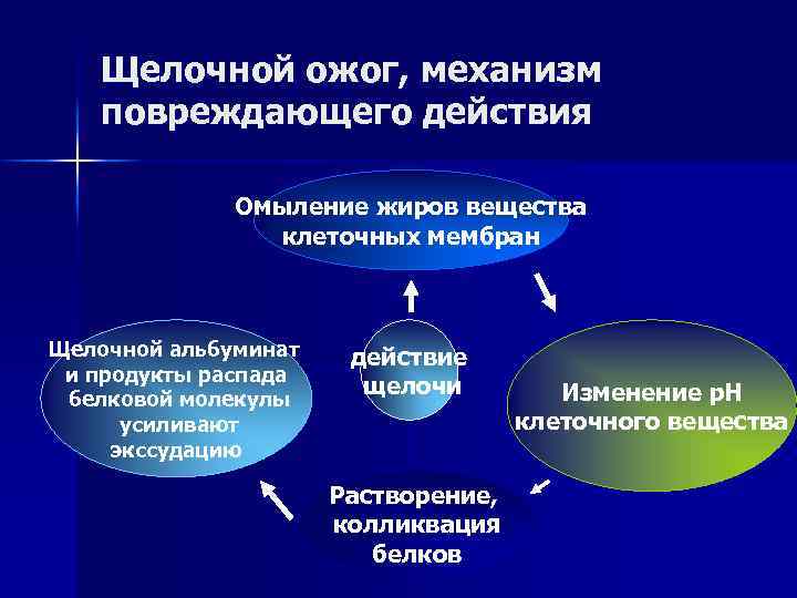 Щелочной ожог, механизм повреждающего действия Омыление жиров вещества клеточных мембран Щелочной альбуминат и продукты