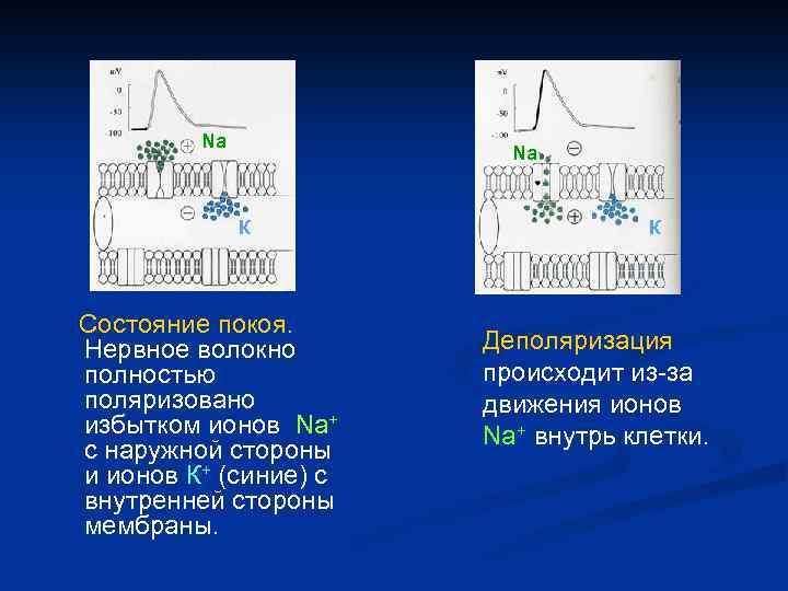 Na Na К Состояние покоя. Нервное волокно полностью поляризовано избытком ионов Na+ с наружной