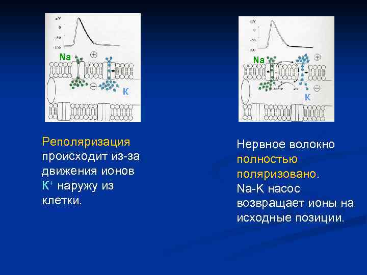 Na Na К Реполяризация происходит из-за движения ионов К+ наружу из клетки. К Нервное
