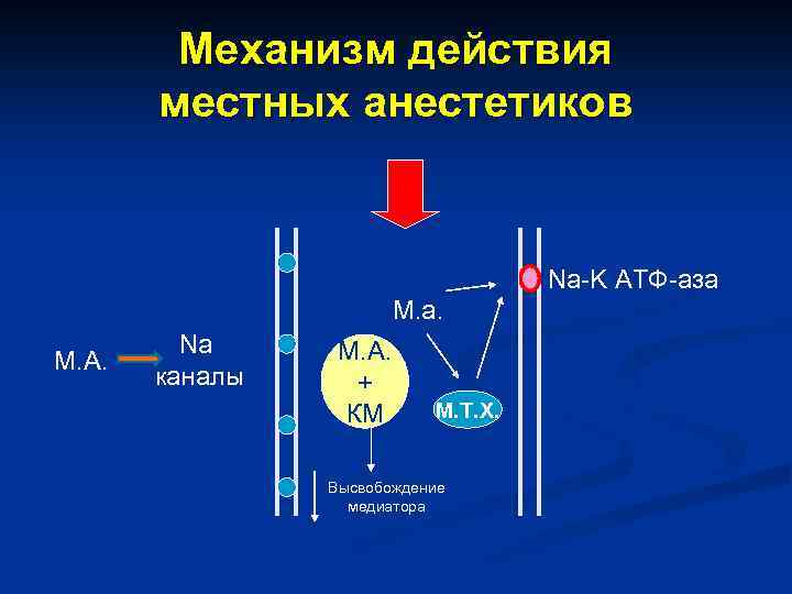 Местноанестезирующие механизм действия. Механизм действия местного анестетика. Схема действия местных анестетиков. Местные анестетики механизм действия фармакология. Механизм действия местноанестезирующих средств.