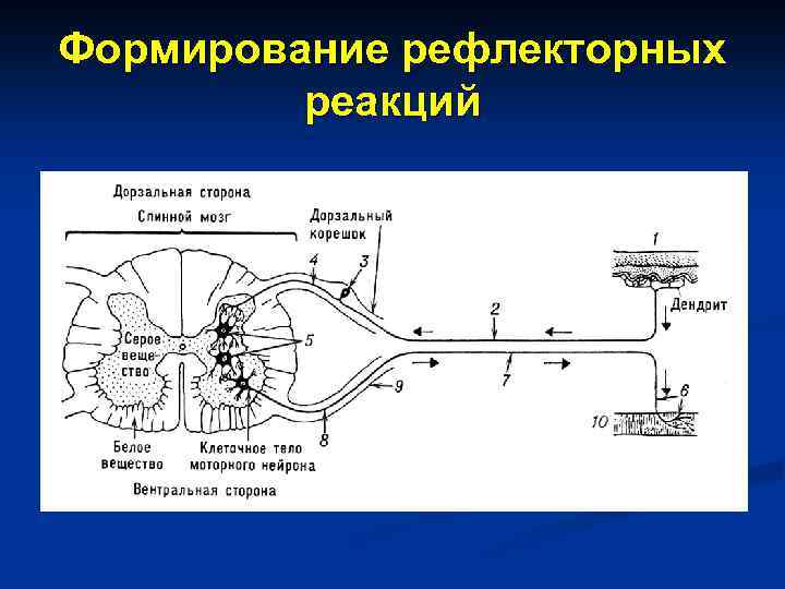 Формирование рефлекторных реакций 