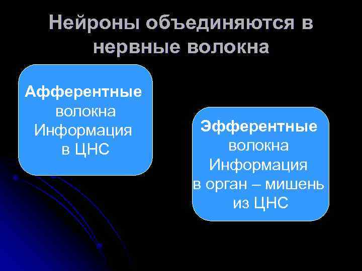 Нейроны объединяются в нервные волокна Афферентные волокна Информация в ЦНС Эфферентные волокна Информация в