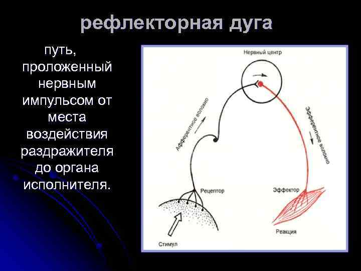 рефлекторная дуга путь, проложенный нервным импульсом от места воздействия раздражителя до органа исполнителя. 