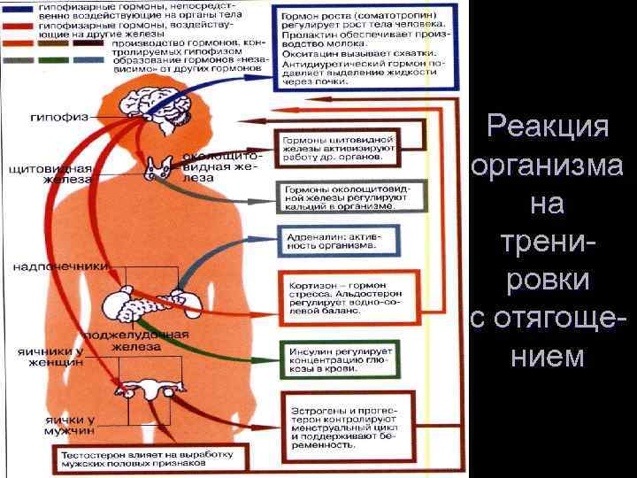 Реакция организма на тренировки с отягощением 