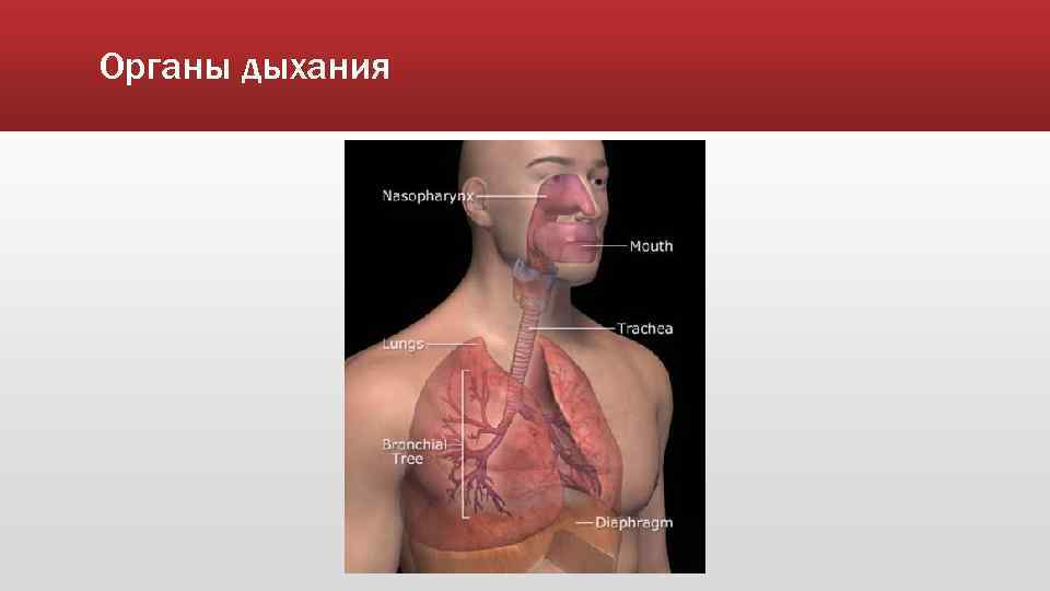 Органы дыхания 
