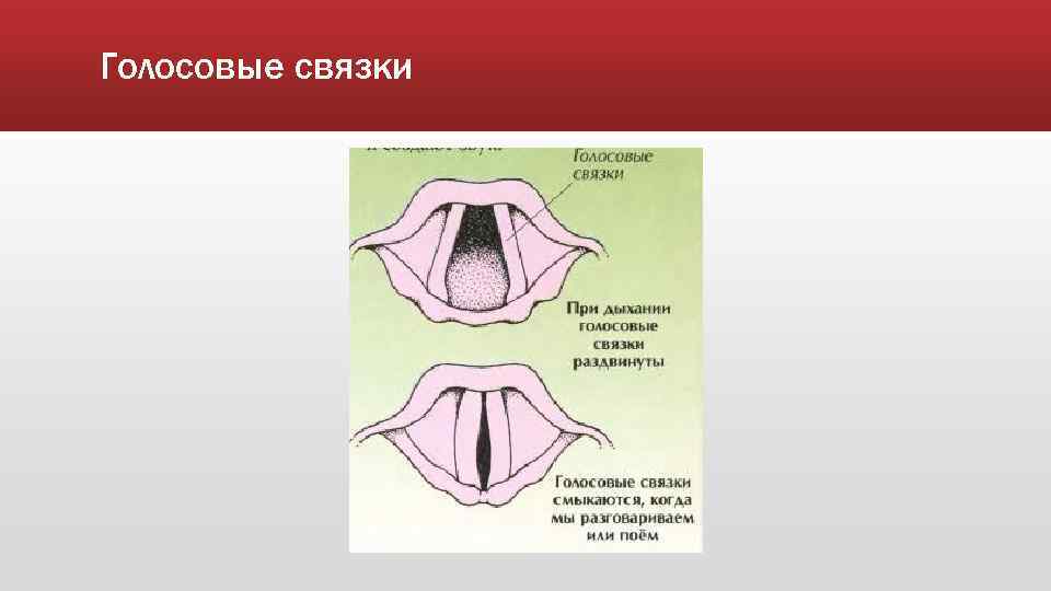 Голосовые связки 