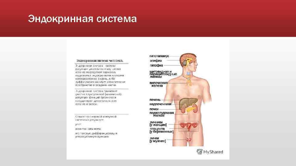 Эндокринная система 