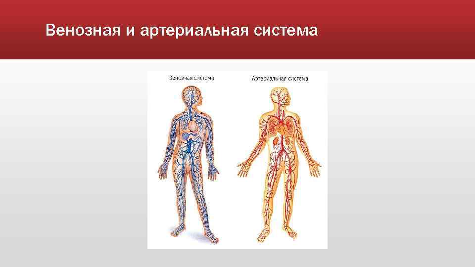 Венозная и артериальная система 