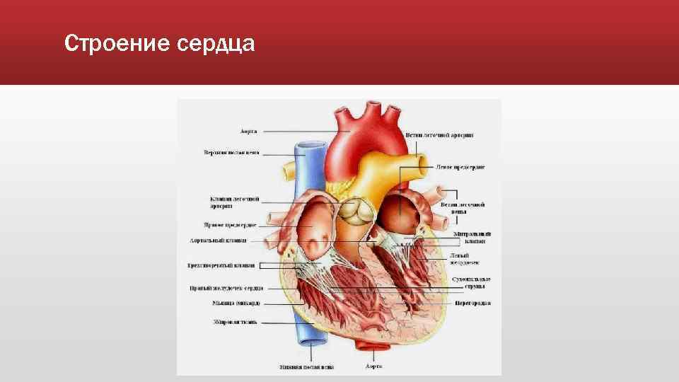 Строение сердца 
