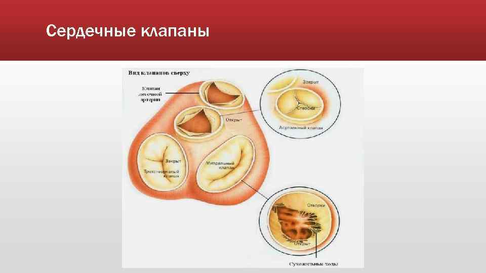 Сердечные клапаны 
