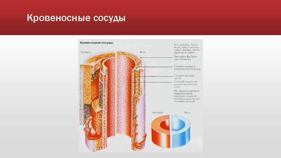 Кровеносные сосуды 