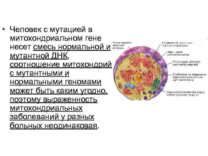  • Человек с мутацией в митохондриальном гене несет смесь нормальной и мутантной ДНК,