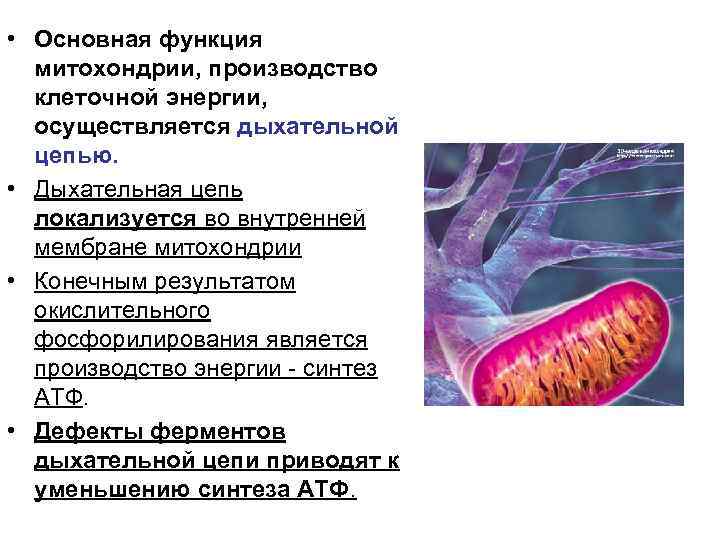  • Основная функция митохондрии, производство клеточной энергии, осуществляется дыхательной цепью. • Дыхательная цепь