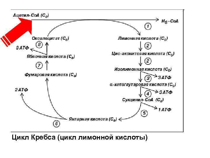 Цикл Кребса (цикл лимонной кислоты) 