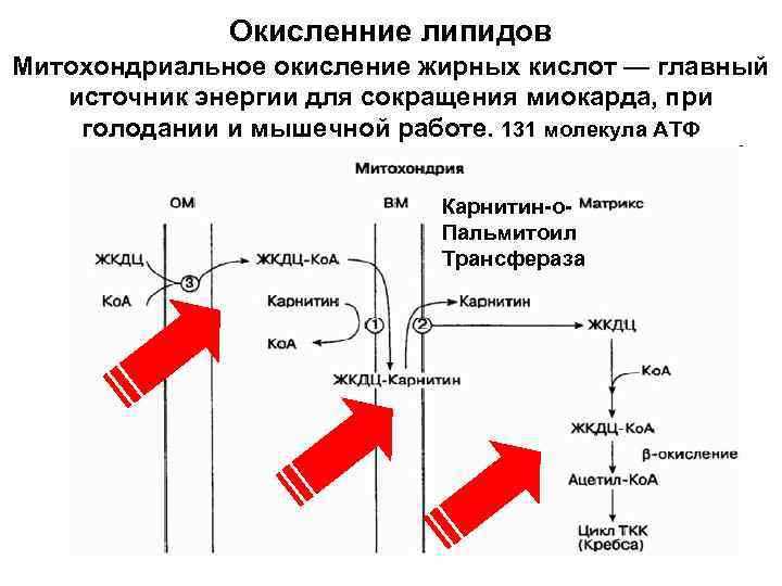 Окисленние липидов Митохондриальное окисление жирных кислот — главный источник энергии для сокращения миокарда, при