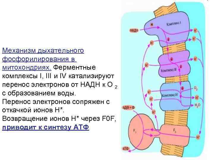 Механизм дыхательного фосфорилирования в митохондриях. Ферментные комплексы I, III и IV катализируют перенос электронов
