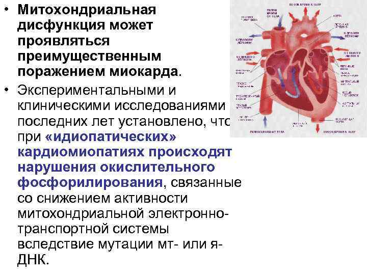  • Митохондриальная дисфункция может проявляться преимущественным поражением миокарда. • Экспериментальными и клиническими исследованиями