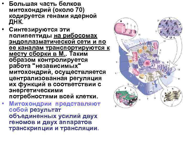  • Большая часть белков митохондрий (около 70) кодируется генами ядерной ДНК. • Синтезируются