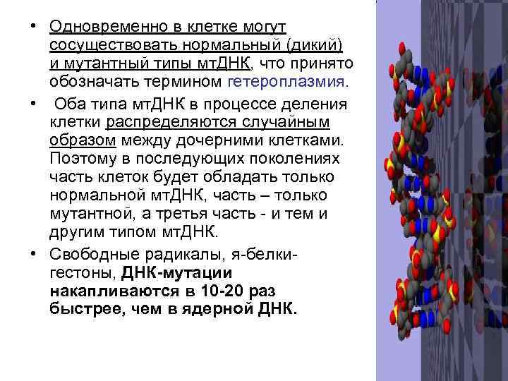  • Одновременно в клетке могут сосуществовать нормальный (дикий) и мутантный типы мт. ДНК,