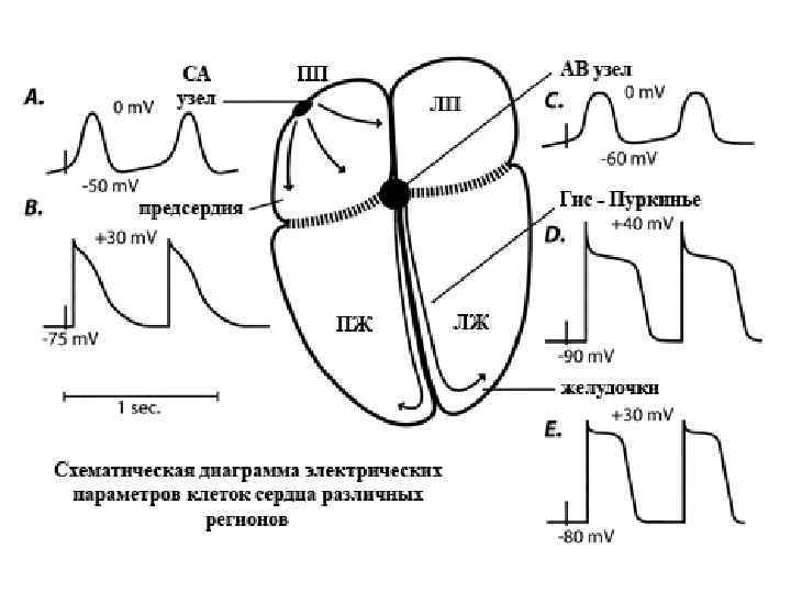 Схема распространения возбуждения по миокарду