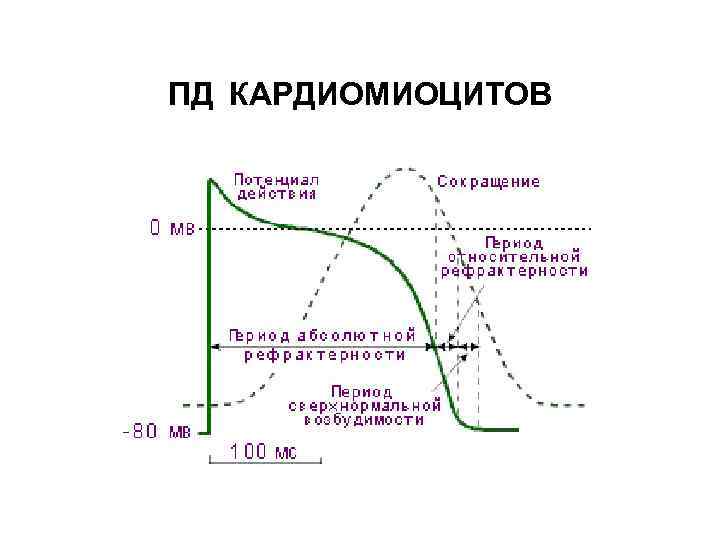 Механизмы генерации потенциала