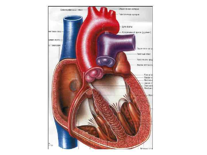 Физиология сердца. Физиология миокарда. Строение миокарда физиология. Биофизика сердца. Резервуарная функция сердца.