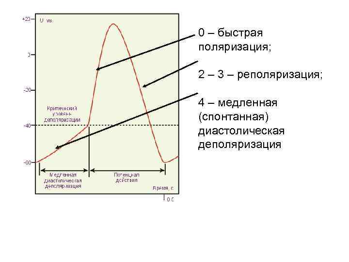 0 – быстрая поляризация; 2 – 3 – реполяризация; 4 – медленная (спонтанная) диастолическая