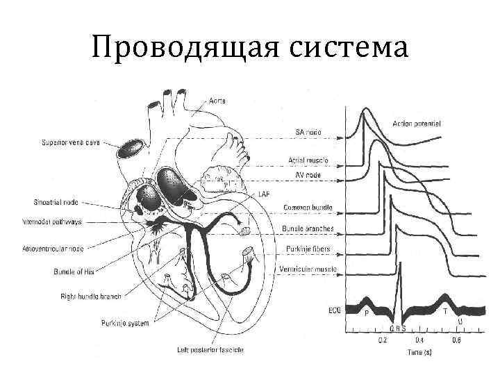 Проводящая система сердца 