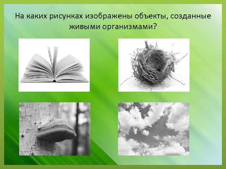 На каких рисунках изображены объекты, созданные живыми организмами? 