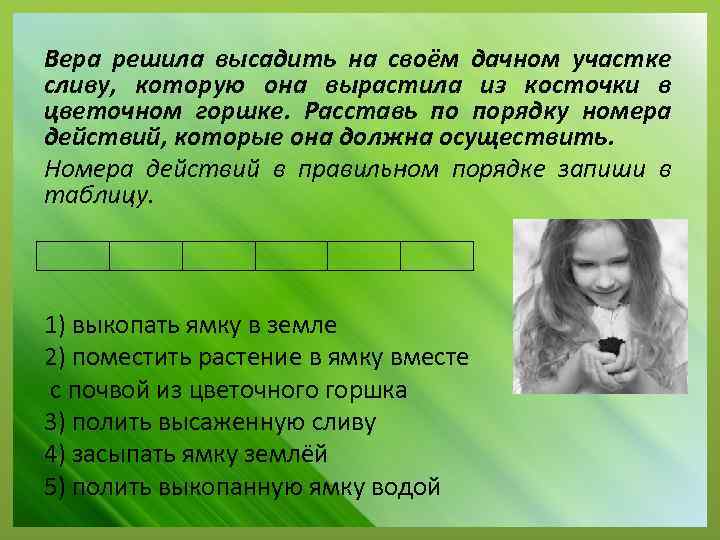Вера решила высадить на своём дачном участке сливу, которую она вырастила из косточки в