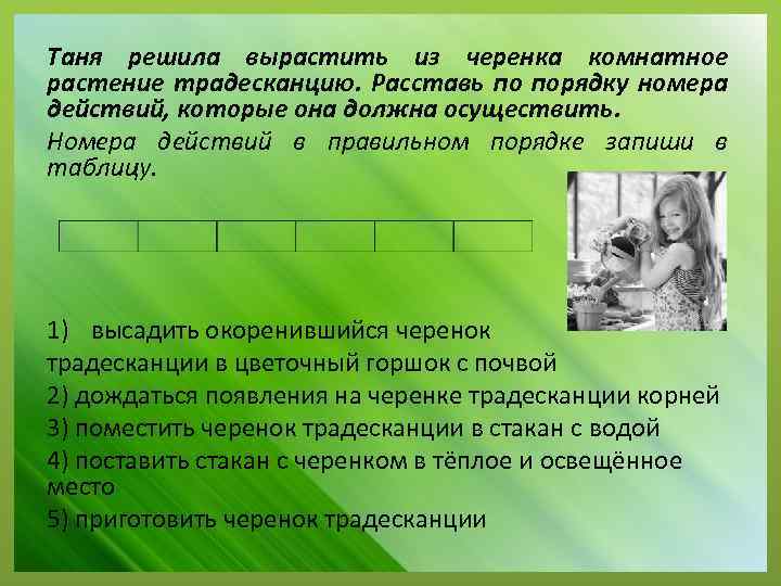 Таня решила вырастить из черенка комнатное растение традесканцию. Расставь по порядку номера действий, которые