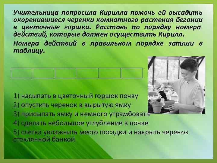 Учительница попросила Кирилла помочь ей высадить окоренившиеся черенки комнатного растения бегонии в цветочные горшки.