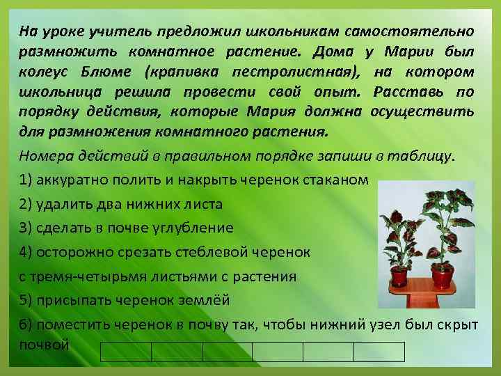На уроке учитель предложил школьникам самостоятельно размножить комнатное растение. Дома у Марии был колеус