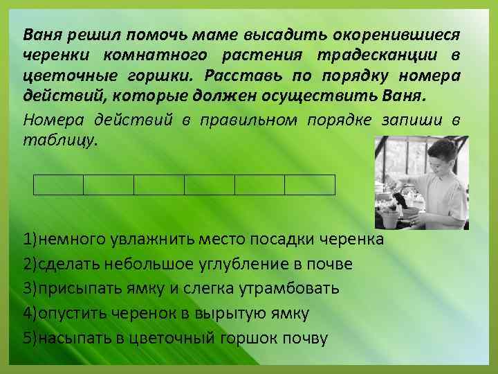 Ваня решил помочь маме высадить окоренившиеся черенки комнатного растения традесканции в цветочные горшки. Расставь