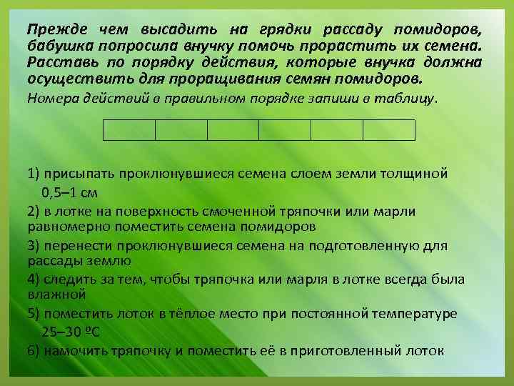 Прежде чем высадить на грядки рассаду помидоров, бабушка попросила внучку помочь прорастить их семена.