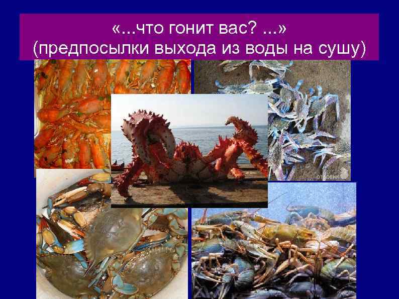 «. . . что гонит вас? . . . » (предпосылки выхода из