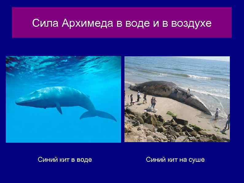 Сила Архимеда в воде и в воздухе Синий кит в воде Синий кит на