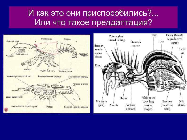 И как это они приспособились? . . . Или что такое преадаптация? 