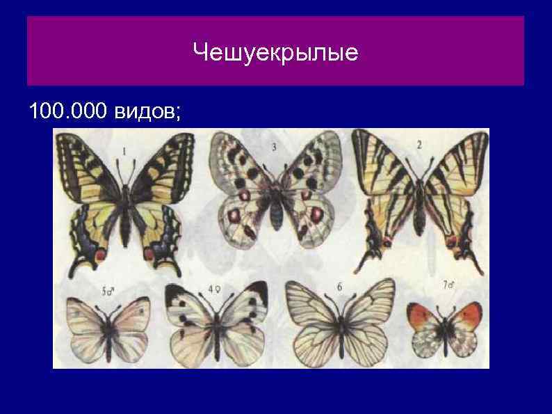 Чешуекрылые 100. 000 видов; 
